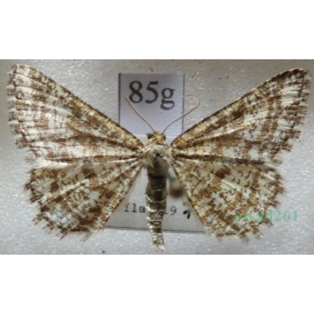 Heliomata glarearia (Denis & Schiffermüller, 1775) Witalnik dziarstwiak Czech85g